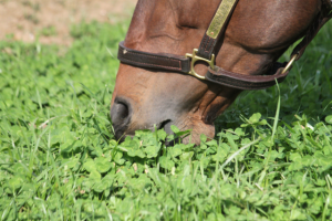 horse-eating-grass-640x426