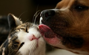 Love-Kiss-Dog-To-Cats-Wallpaper-HD-190
